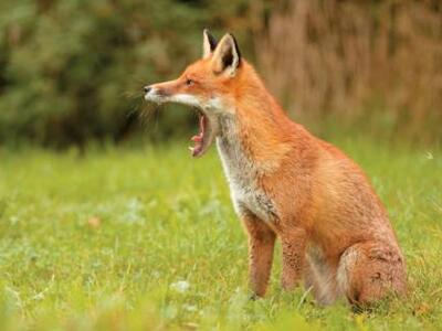 Ολοκληρώθηκε το πρόγραμμα εμβολιασμού κα...