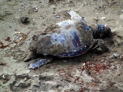 Δυο χελώνες καρέτα-καρέτα νεκρές στις εκ...