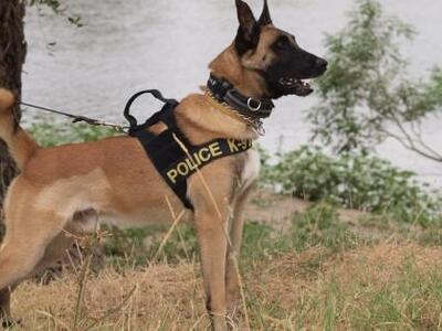 Δεκάξι σκύλοι στο κυνήγι των λαθρομεταναστών...