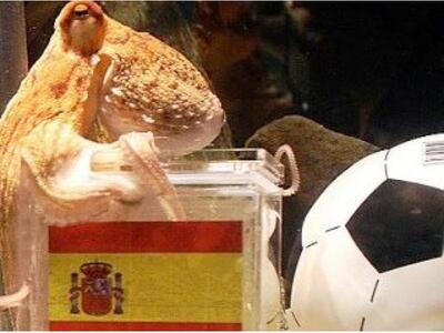 Βρήκαν νέο χταπόδι μέντιουμ μετά το θάνα...