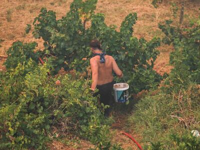 Πάτρα: Οι πρωτοβουλίες για τους πυρόπληκτους