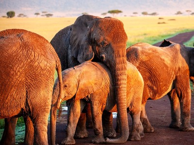 Σταματά η πώληση άγριων ελεφάντων σε ζωο...