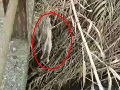 Σκύλος βρέθηκε κρεμασμένος στο Αγρίνιο -...