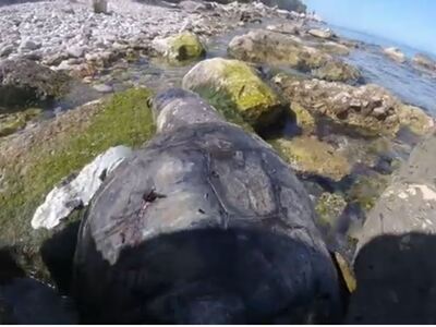 Το θλιβερό θέαμα μιας νεκρής 100χρονης κ...