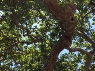Eθελοντές δασοπροστασίας