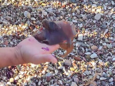 Πάτρα: Τι είναι το περίεργο θαλάσσιο πλά...