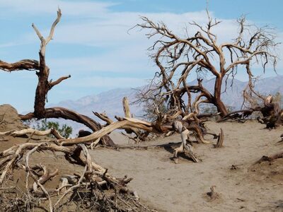 Νεβάδα - Κοιλάδα του Θανάτου: Τα μακρόβι...