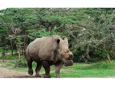 Πέθανε ο Σάνι ο Ρινόκερος - Έμειναν μόνο...