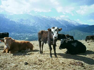 Δυτική Ελλάδα: Συναγερμός στην Κτηνιατρι...