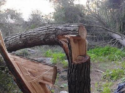 Έδρασαν πάλι οι θρασείς λαθρουλοτόμοι στ...