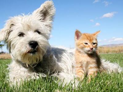 Τα κατοικίδια βελτιώνουν την υγεία