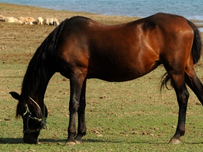 Δυτική Ελλάδα: Πήγε να  σκοτώσει άλογο κ...