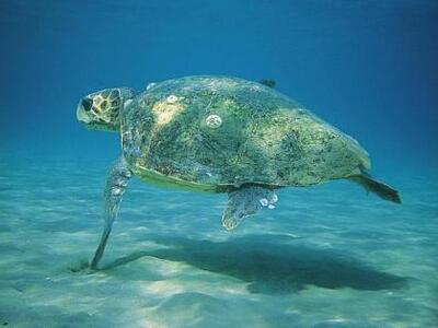 Καταγράφηκαν οι πρώτες φωλιές θαλάσσιας ...