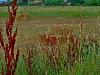 Ανακοίνωση του ΙΝΚΑ Ηλείας για τον καθαρ...