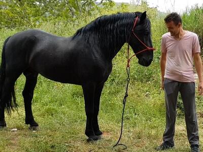 Θεραπευτική ιππασία στην Πάτρα: Μια ξεχω...