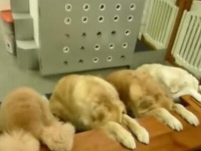 ΔΕΙΤΕ τα σκυλιά... που προσεύχονται πριν...