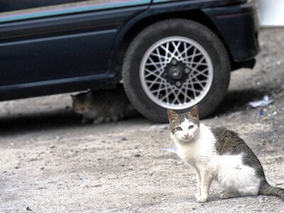 Η απατημένη σύζυγος -Δείτε το βίντεο