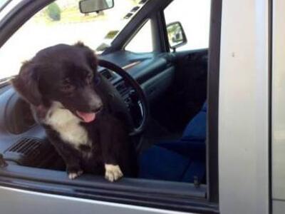 Αγρίνιο: Μόνο απέμεινε το σκυλάκι του 49...