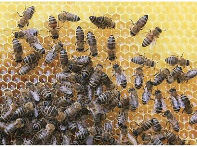 Αιγιάλεια: Θανάτωσαν μέλισσες