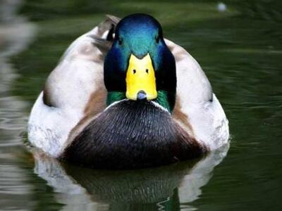 Αχαΐα: Πεινασμένοι οι κλέφτες; Έκλεψαν α...