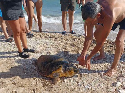 Τραυματισμένη στο κεφάλι καρέτα καρέτα ε...