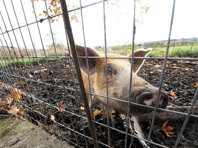 Αφρικανική πανώλη: Η Ελλάδα μπλόκαρε την...