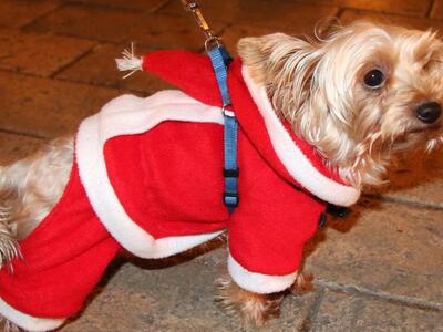 Αυτές τις γιορτές μην ξεχνάτε τους τετρά...