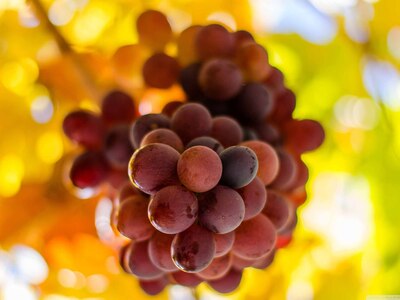 Ο Συνεταιρισμός «Πατραϊκή 1918» ενισχύει...