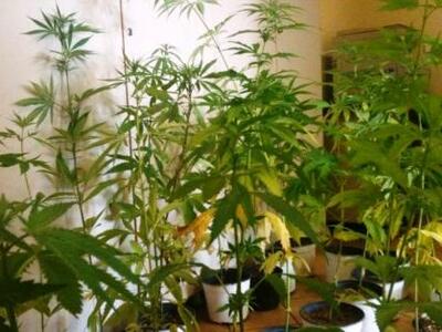 Μια ακόμα σύλληψη για καλλιέργεια κάνναβ...