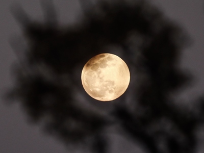 «Τότε το φεγγάρι σκόνταψε στις ιτιές κι ...