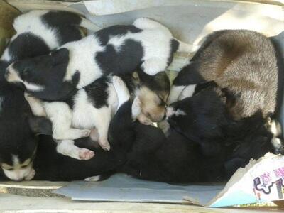 Πάτρα:Συγκίνηση για τα κουταβάκια που εγ...