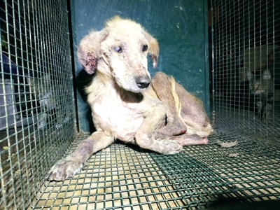 Ηλεία: ΒΙΝΤΕΟ και ΦΩΤΟ που σοκάρουν! Έσω...