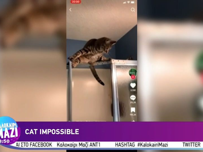 Μια γάτα με ιδιαίτερες ικανότητες