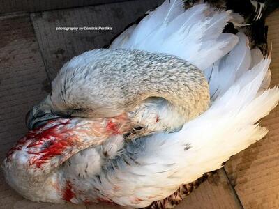 Δεν τα κατάφερε το πληγωμένο φλαμίνγκο τ...