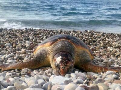 Πάτρα: Βρέθηκε νεκρή καρέτα- καρέτα- Πέθ...