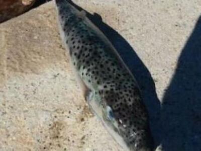  Άστρος Αρκαδίας: Επικίνδυνο λαγόψαρο στ...