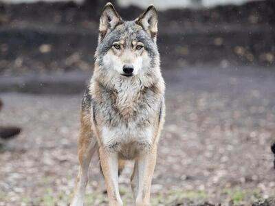 Εμφανίστηκαν λύκοι στον Διόνυσο- Συστάσε...