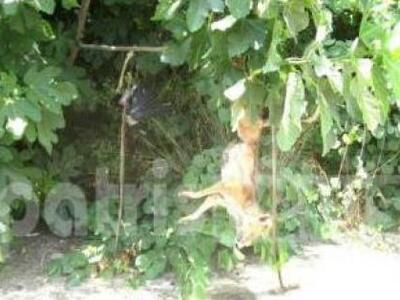 Ηλεία: Φρίκη με κρεμασμένο σκύλο και που...