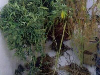 Ηλεία: Στο περιβόλι με τα εσπεριδοειδή, ...