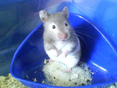 Κι όμως συνέβη: αναστήθηκε χαμστεράκι!