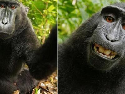 Η μαϊμού έβγαλε selfie, έχει το copyrigh...