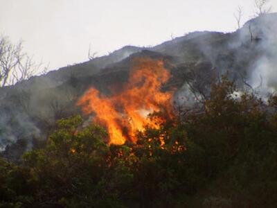Πενήντα έξι δασικές πυρκαγιές εκδηλώθηκα...