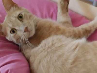 SOS: Χάθηκε ο Μάγιος από την περιοχή της...