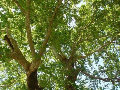 Ναύπακτος: Ξεκινούν ψεκασμοί των πλατάνω...