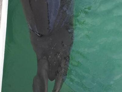 Πάτρα: Μια απρόσμενη θαλάσσια επίσκεψη σ...