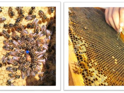 Οι μέλισσες στην Πανεπιστημιούπολη Μεσολογγίου