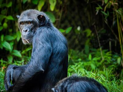 Αττικό Ζωολογικό Πάρκο: Σκότωσαν χιμπατζ...