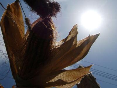 Ηλεία: Πλήγμα για τους παραγωγούς- 40 ημ...