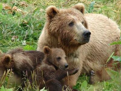 Οι ξεχασμένες αρκούδες του Νικολάε Τσαουσέσκου