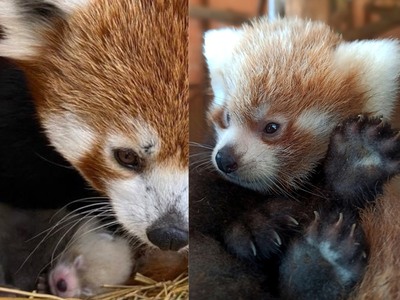 Ένα σπάνιο κόκκινο πάντα γεννήθηκε στο Α...